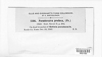 Image of Pseudovalsa profusa
